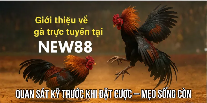 Quan sát kỹ trước khi đặt cược – Mẹo sống còn